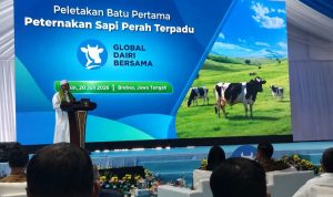 peletakan-batu-pertama-peternakan-sapi-perah-gdb-brebes