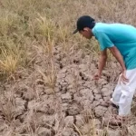 kekeringan-ancam-ratusan-hektare-sawah-pandeglang-gagal-panen