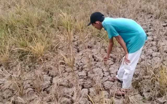 kekeringan-ancam-ratusan-hektare-sawah-pandeglang-gagal-panen
