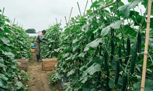 cara-menanam-timun-jepang-lengkap-buat-pemula